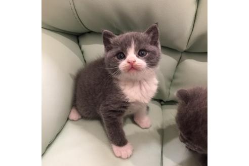 成約済の大阪府のブリティッシュショートヘア-3046の5枚目